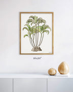Areca Palm