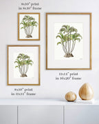 Areca Palm