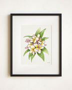 Blush Pink Plumeria