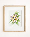 Blush Pink Plumeria