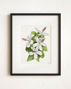White Hibiscus