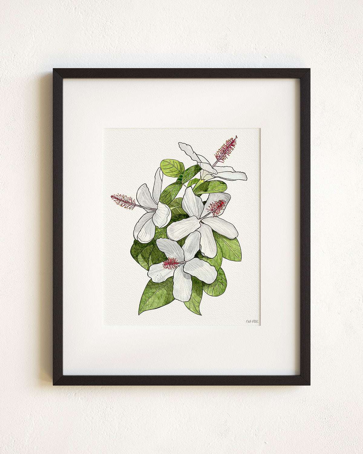 White Hibiscus