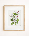White Hibiscus