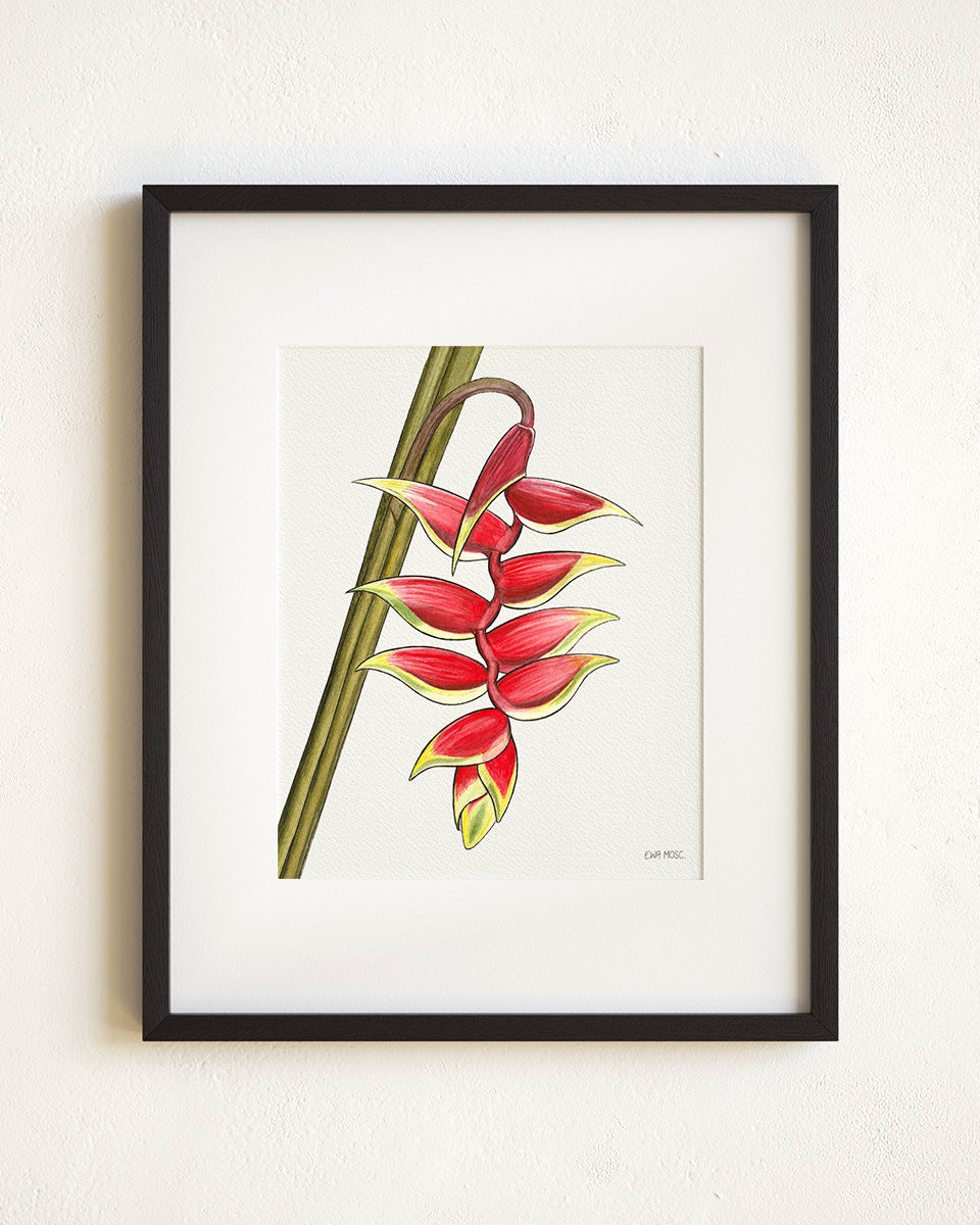 Lobster Claw Heliconia