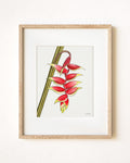 Lobster Claw Heliconia