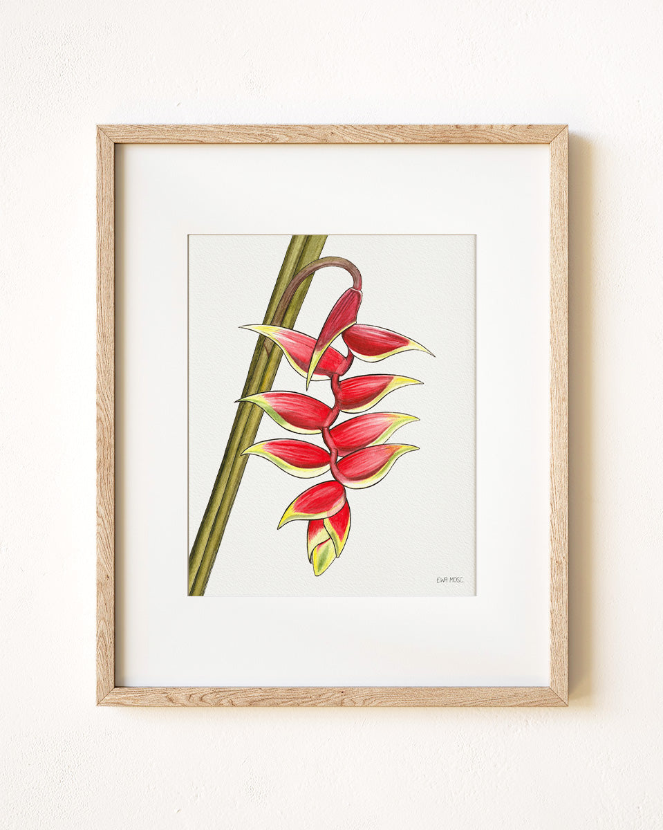 Lobster Claw Heliconia