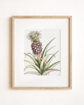 Baby Pineapple