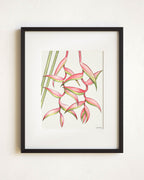 Pink Heliconias