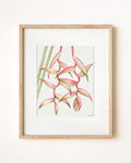 Pink Heliconias