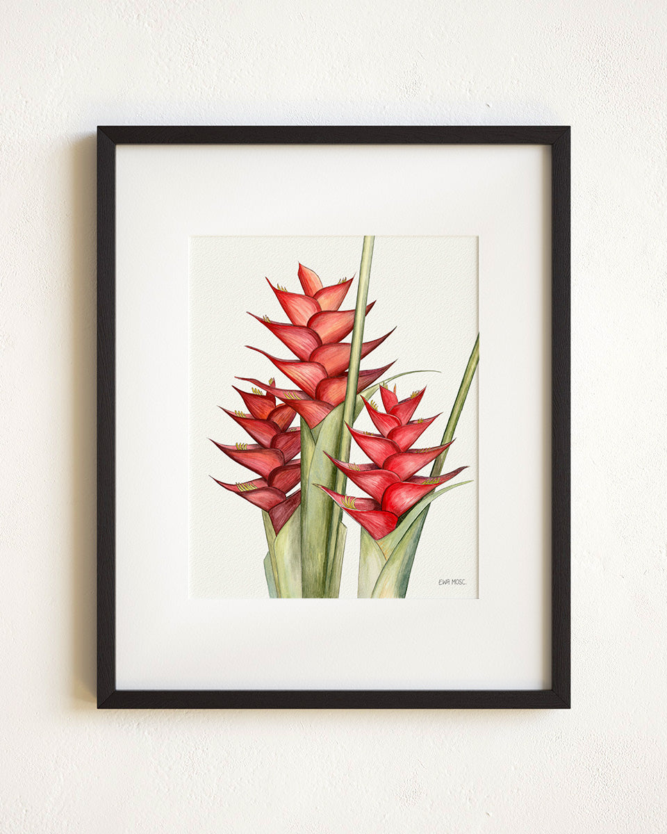 Red Heliconia Caribaea