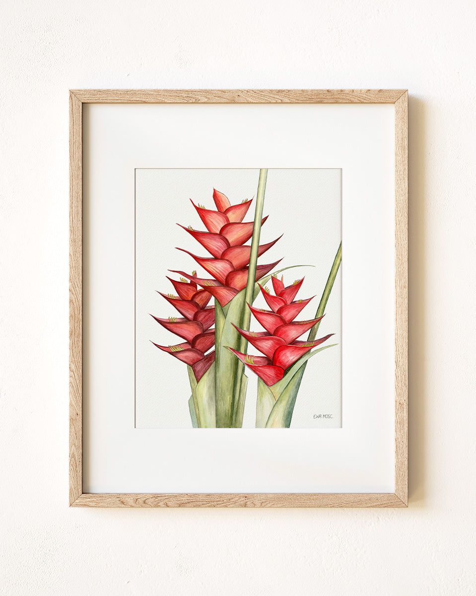 Red Heliconia Caribaea