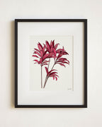 Red Ti Plant