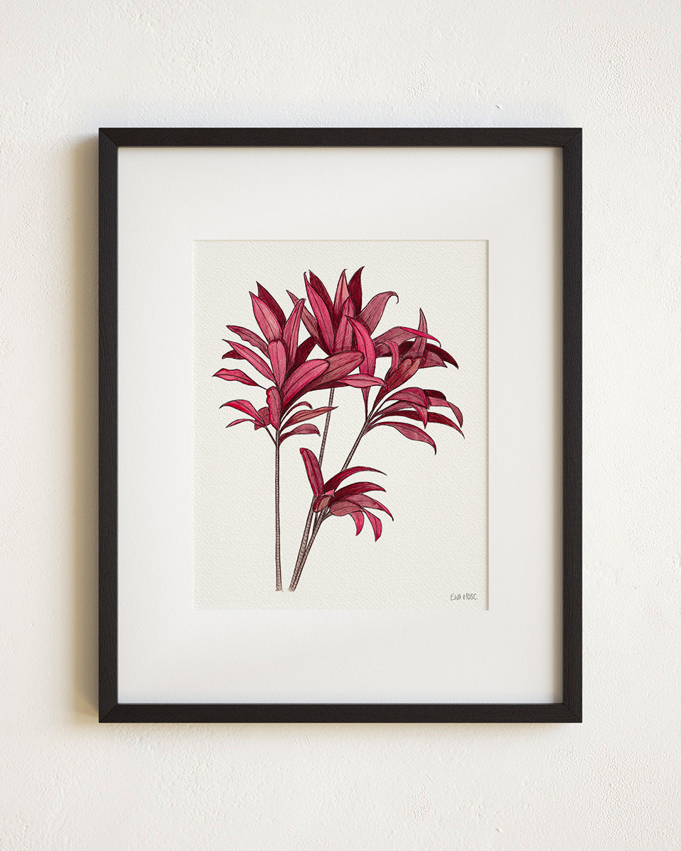 Red Ti Plant