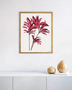Red Ti Plant
