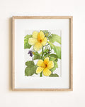Yellow Hibiscus