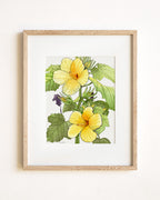 Yellow Hibiscus