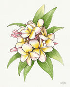 Blush Pink Plumeria