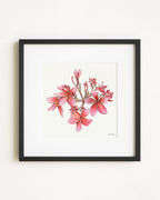 Cherry Pink Plumeria