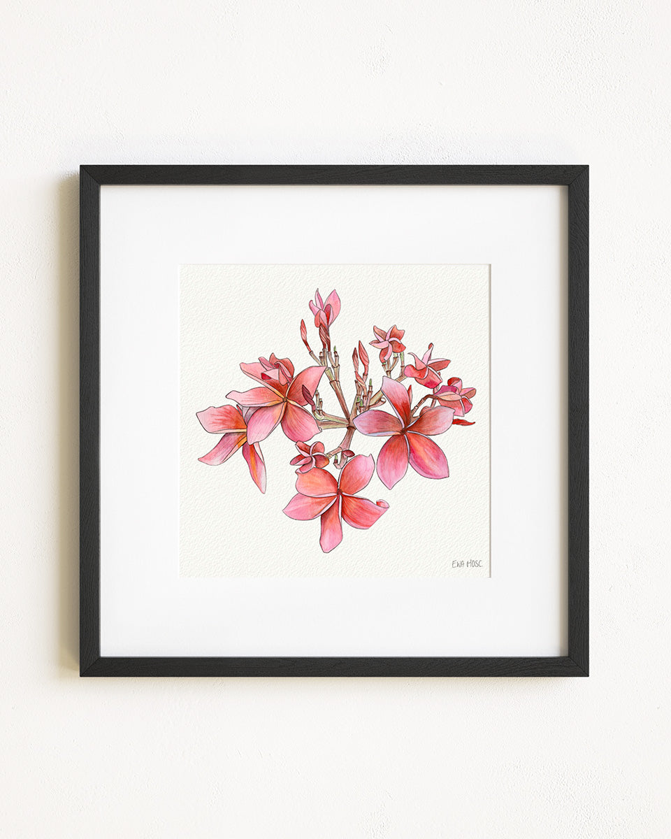 Cherry Pink Plumeria