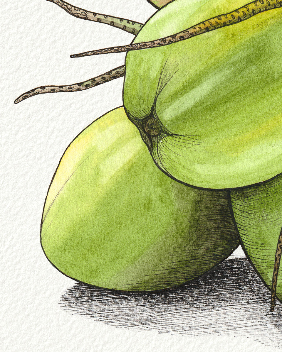 Green Coconuts