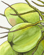 Green Coconuts