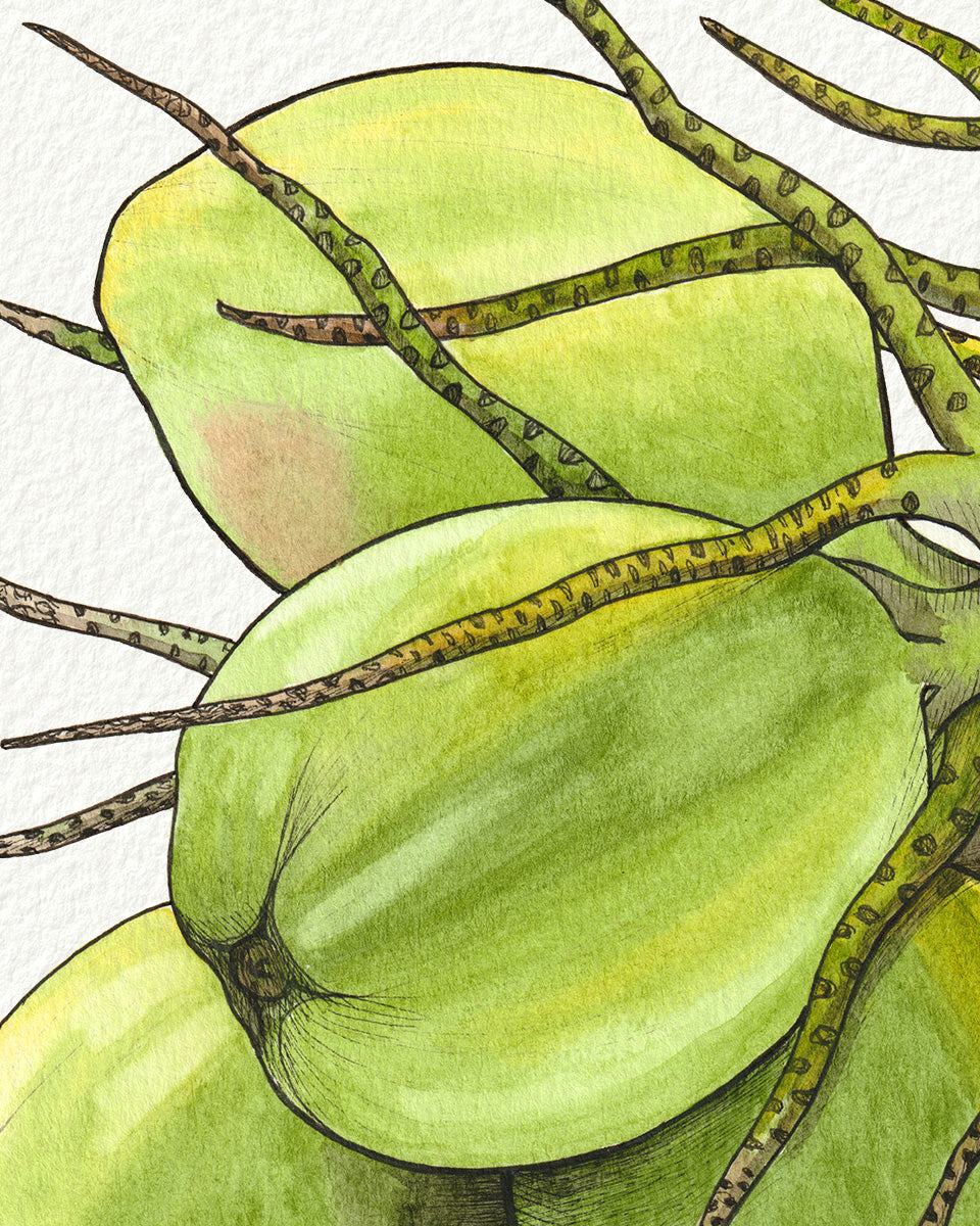 Green Coconuts
