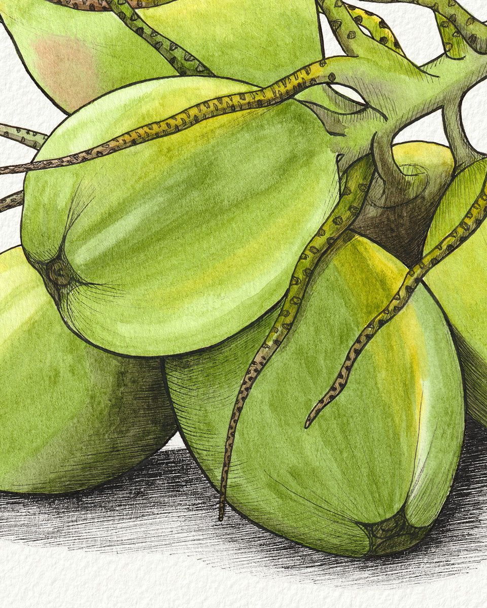 Green Coconuts