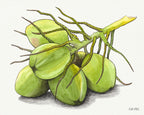 Green Coconuts