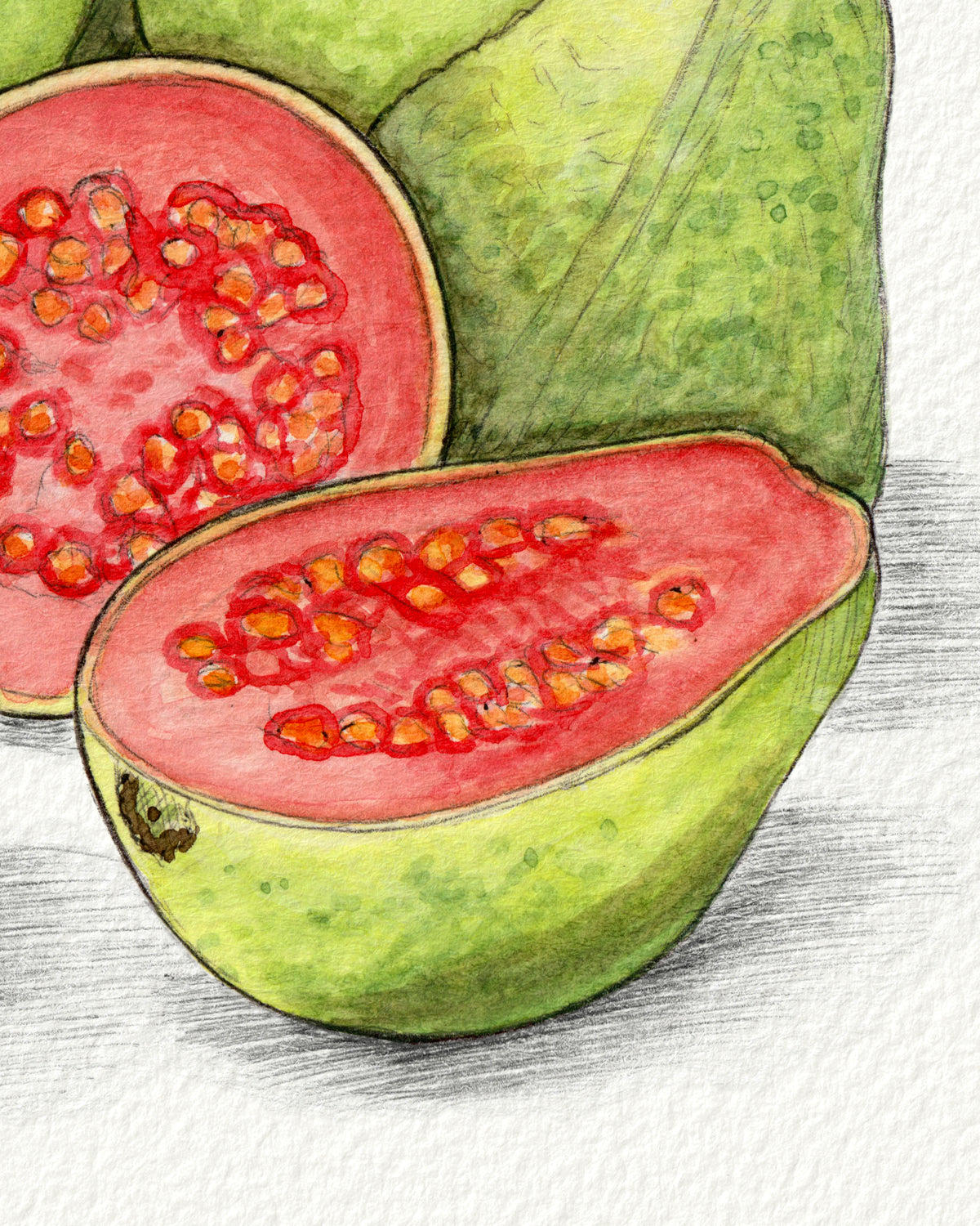 Guava