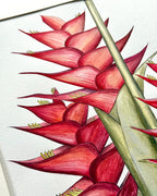 Red Heliconia Caribaea