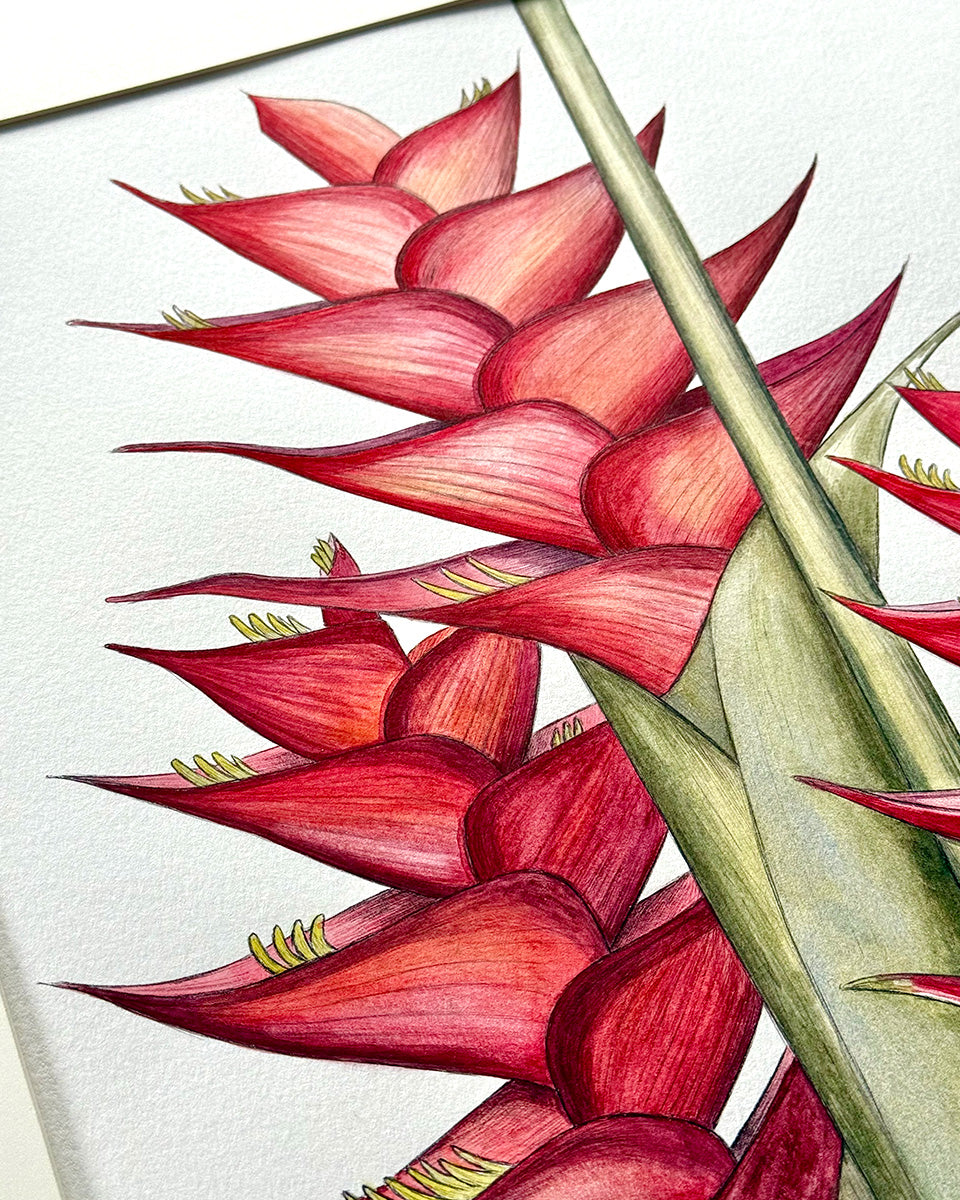 Red Heliconia Caribaea