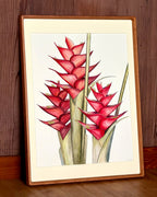 Red Heliconia Caribaea