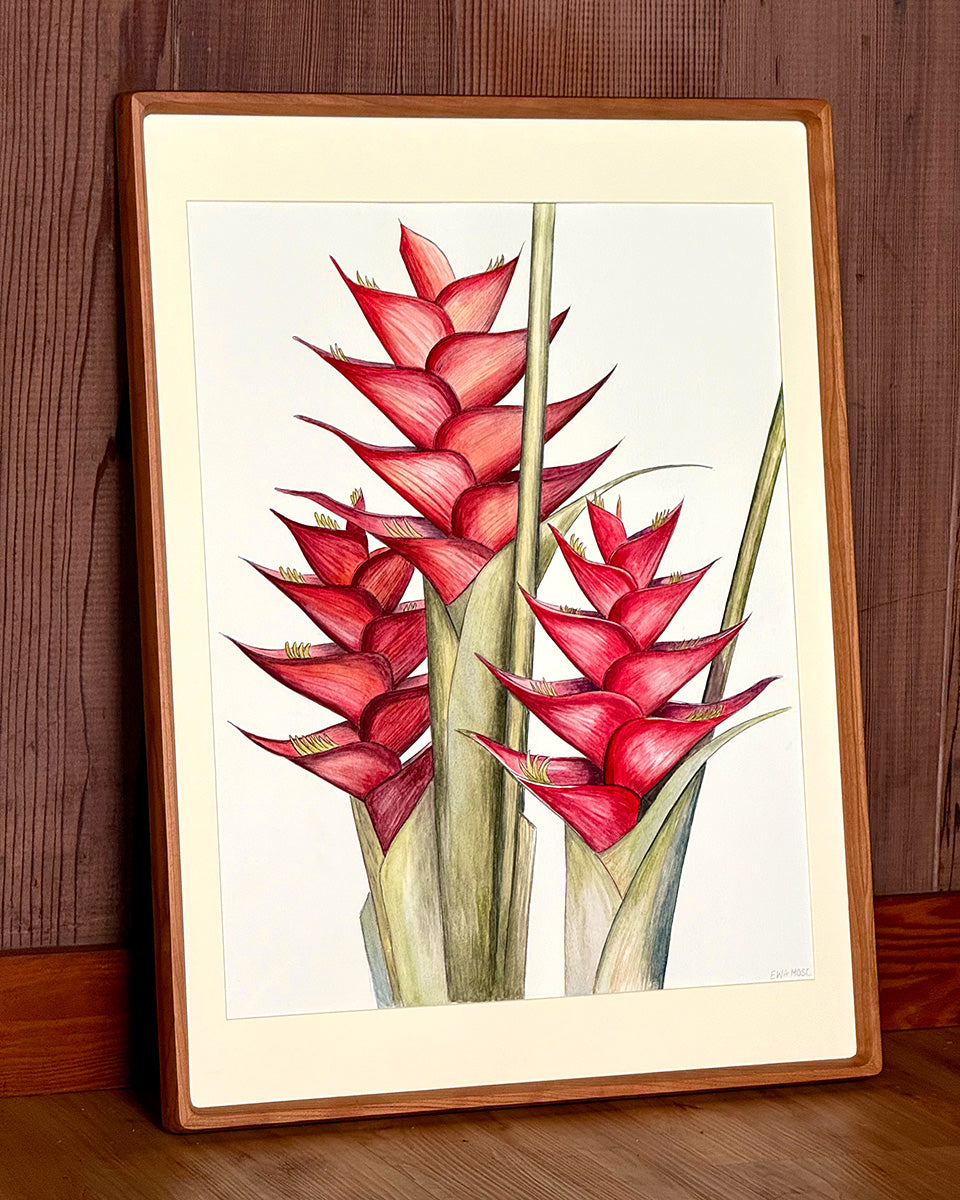 Red Heliconia Caribaea
