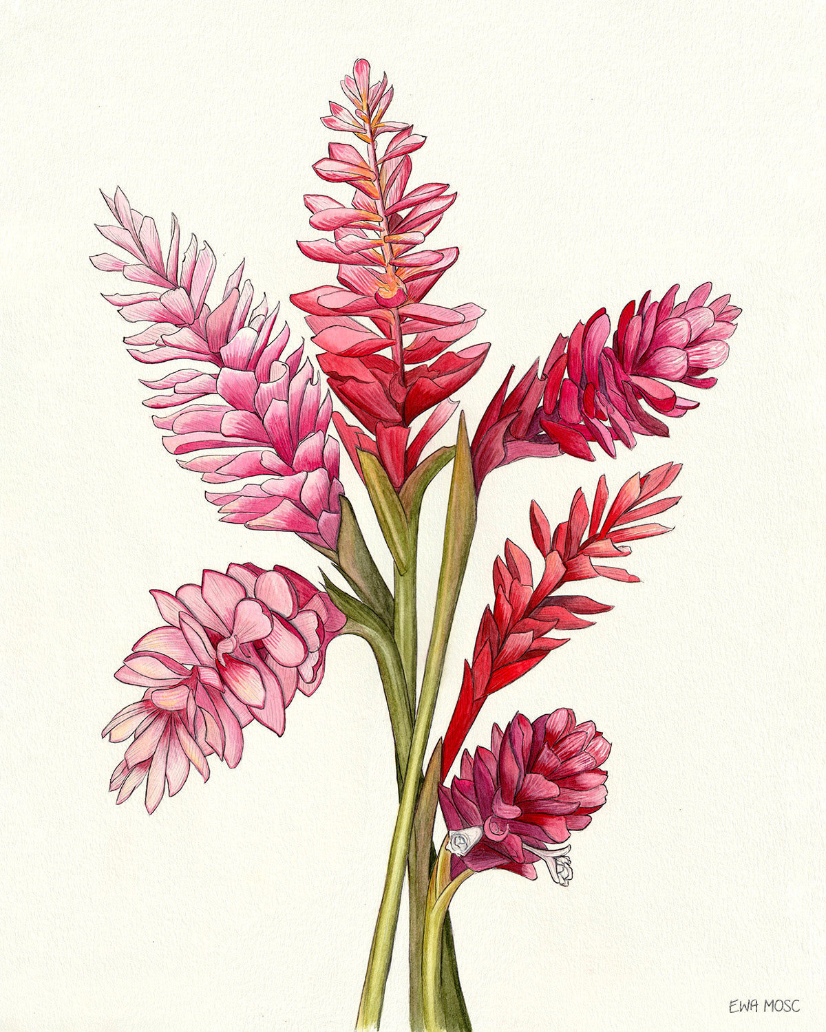 Pink & Red Gingers