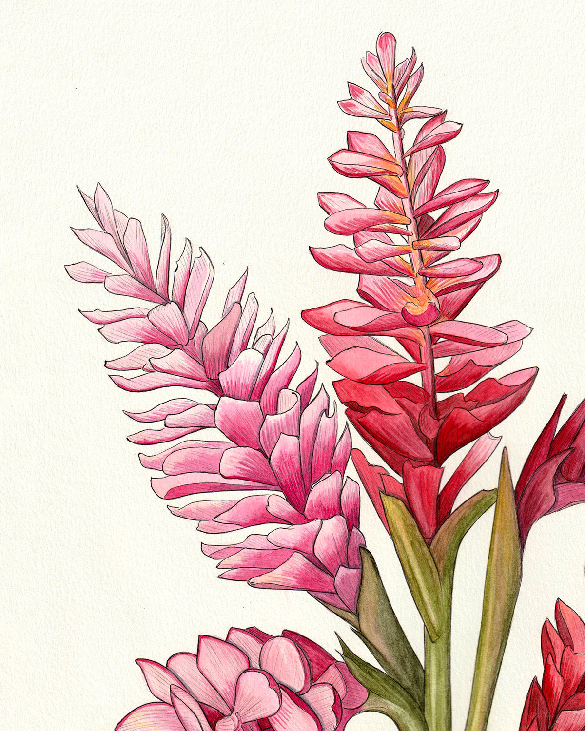 Pink & Red Gingers