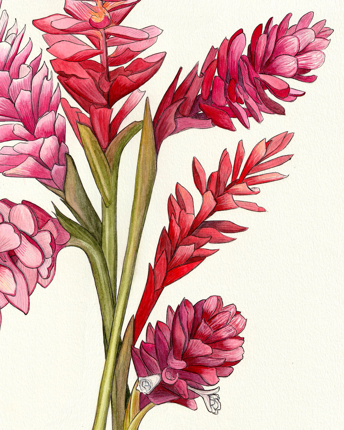 Pink & Red Gingers