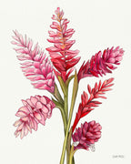 Pink & Red Gingers