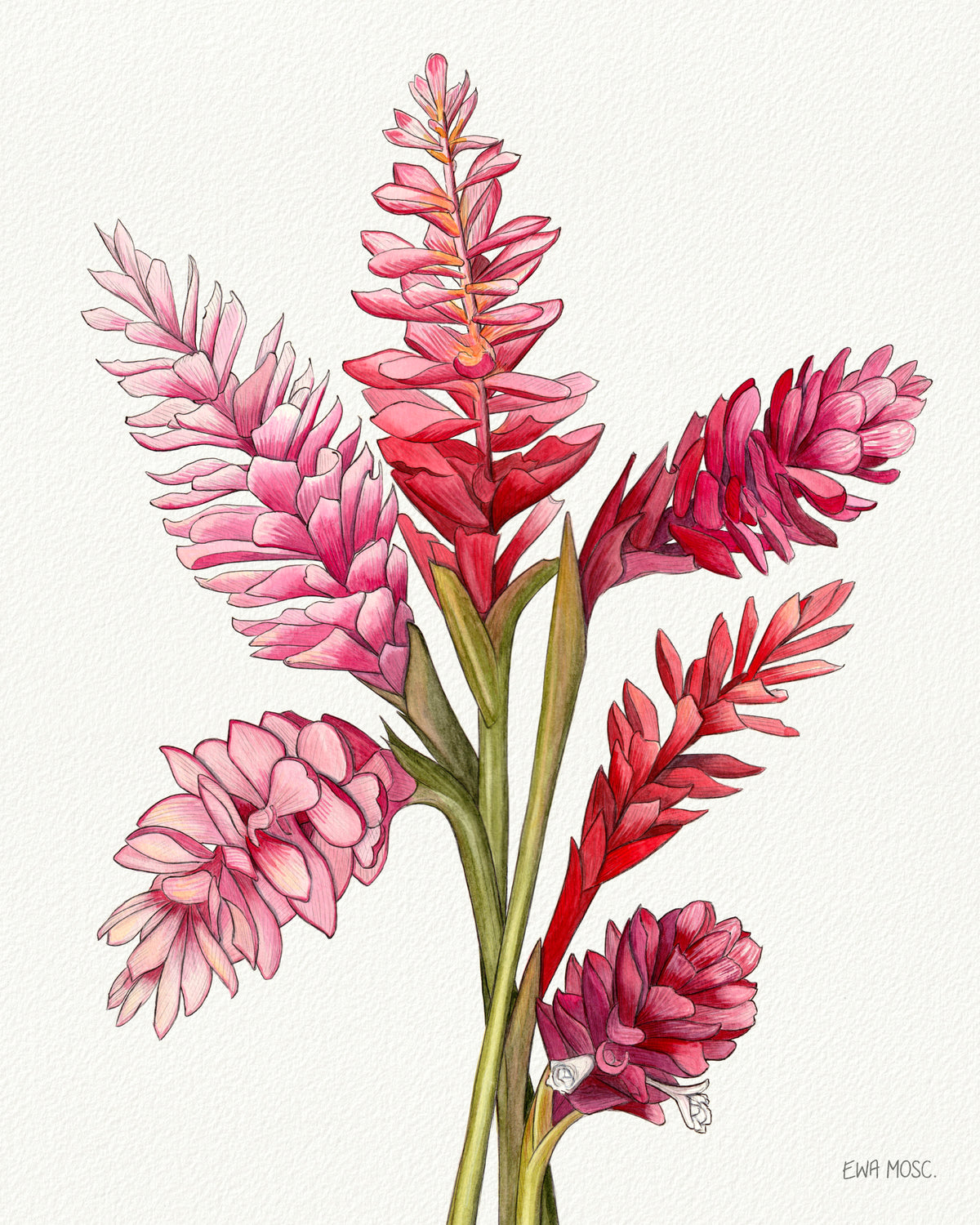 Pink & Red Gingers