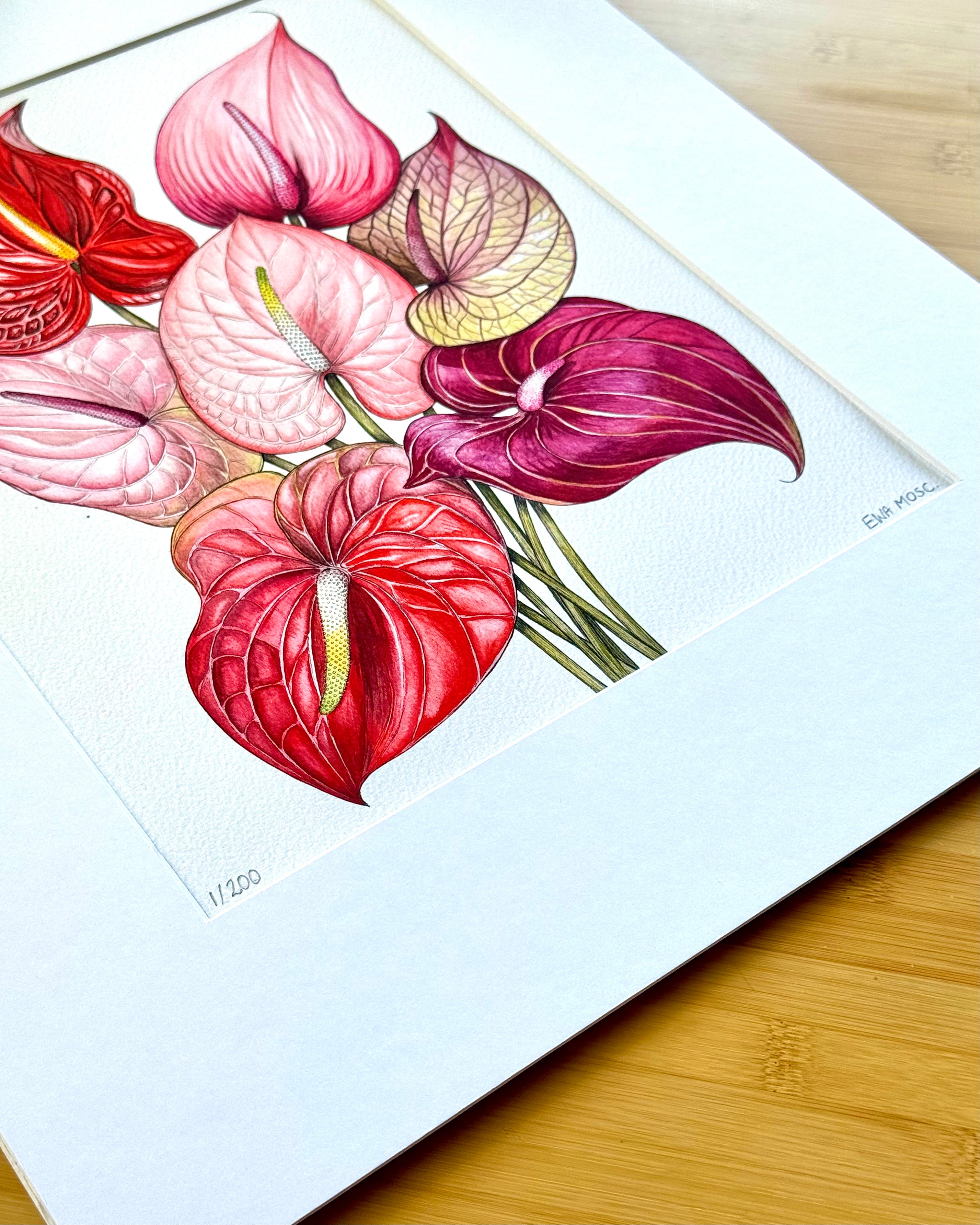 Anthuriums - 11x14" Limited Edition Print