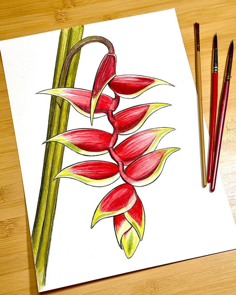 Lobster Claw Heliconia