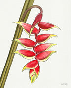 Lobster Claw Heliconia