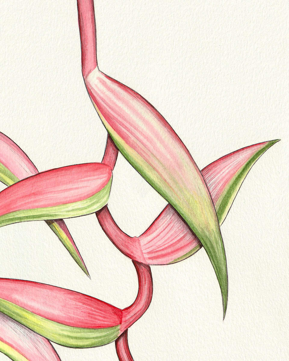 SOLD - Heliconia "Sexy Pink"