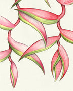 SOLD - Heliconia "Sexy Pink"