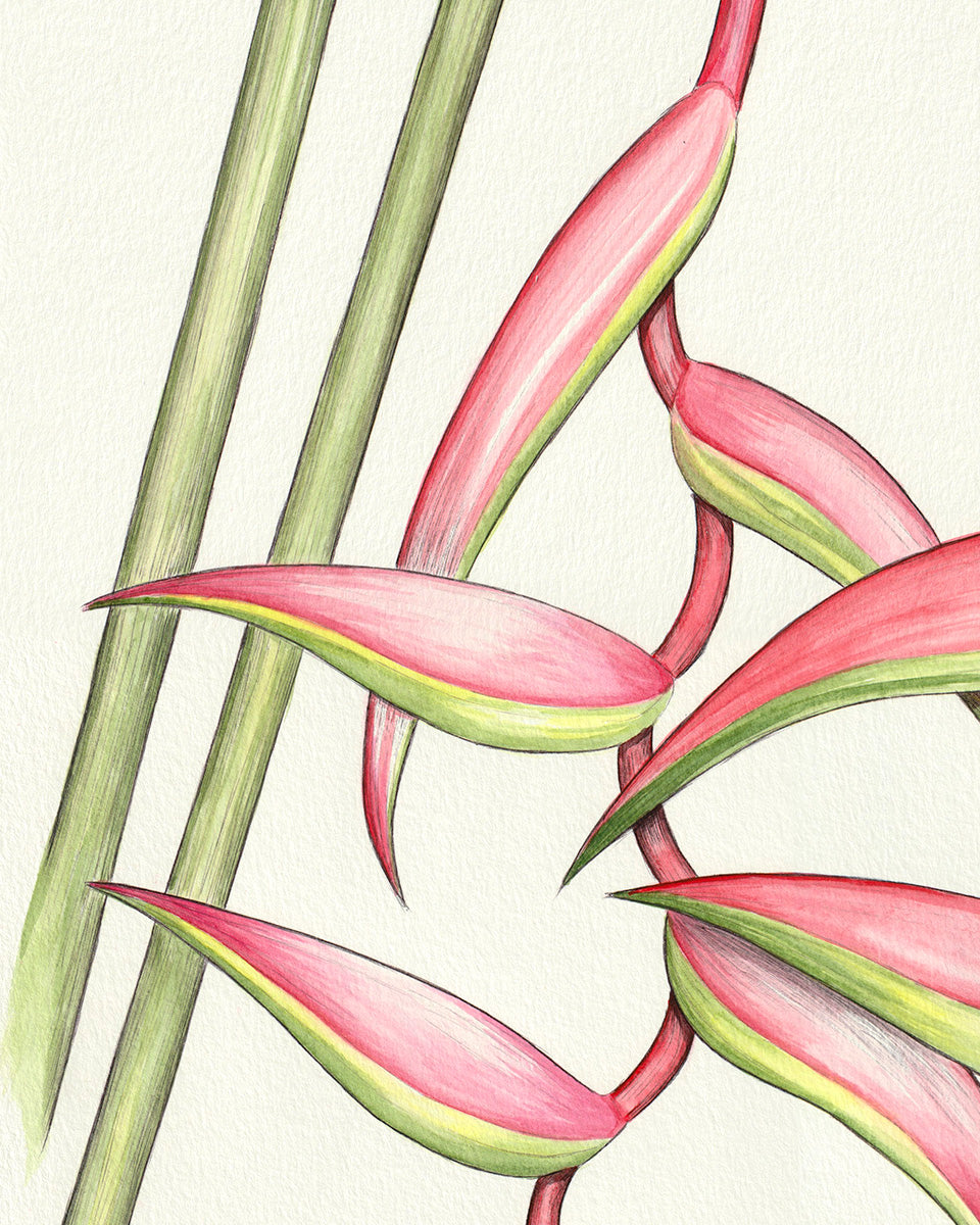 SOLD - Heliconia "Sexy Pink"