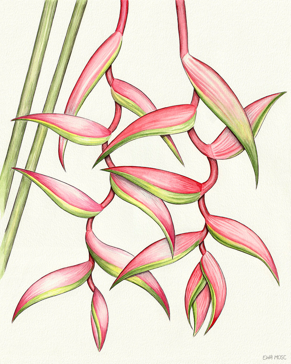 Pink Heliconias