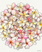 Pink & White Plumeria
