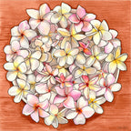 Pink & White Plumerias