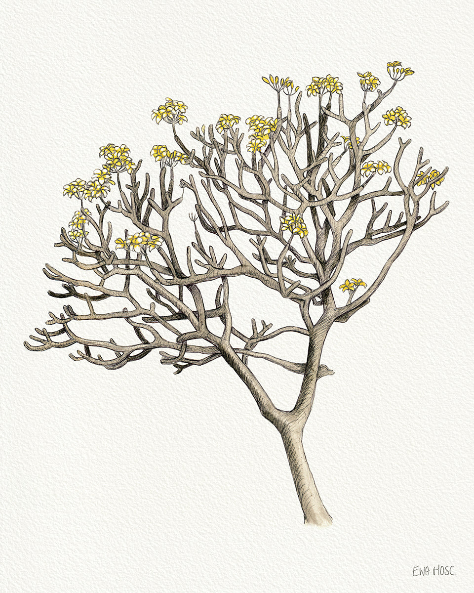 Plumeria Tree