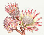 Proteas
