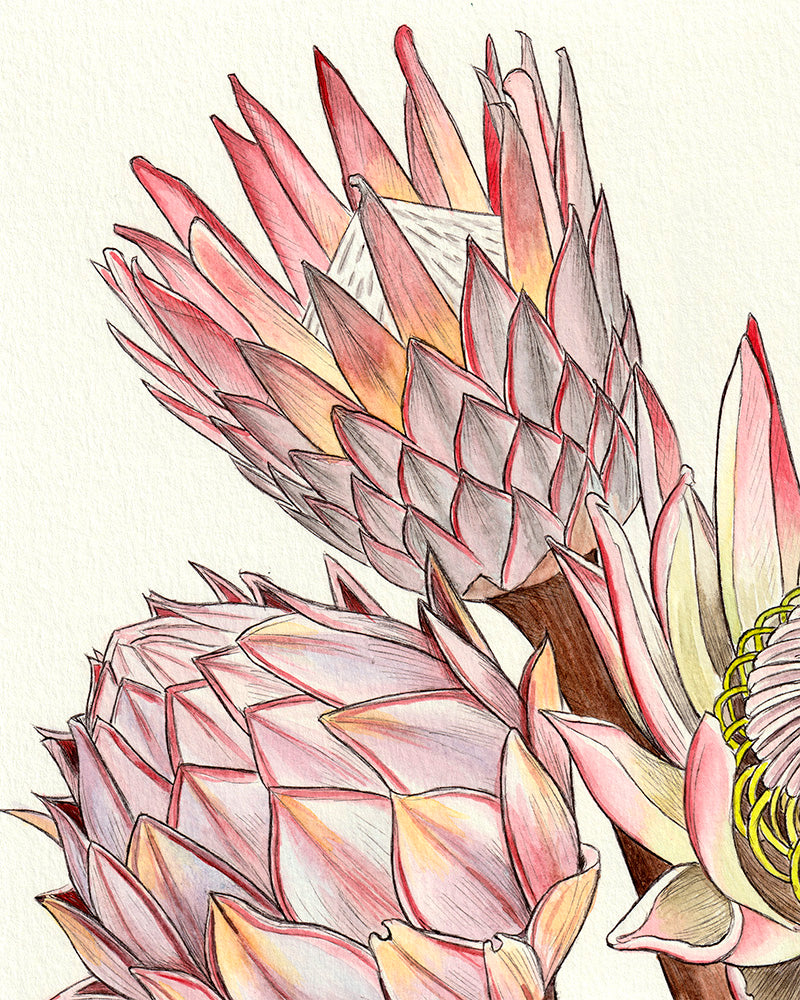 Proteas